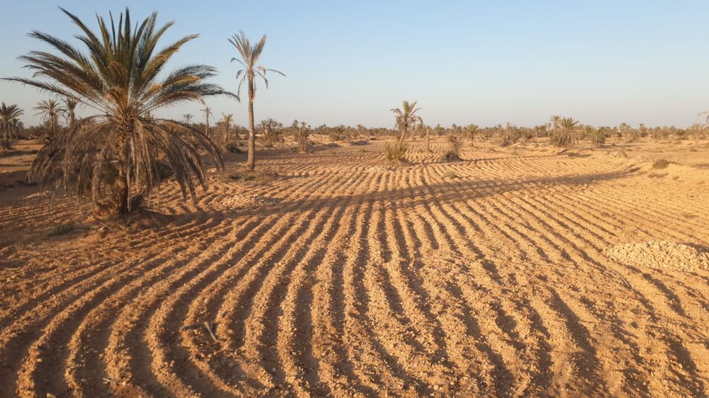 Vente Terrain Mellita Djerba - terrain 4000m² Djerba (Tunisie)