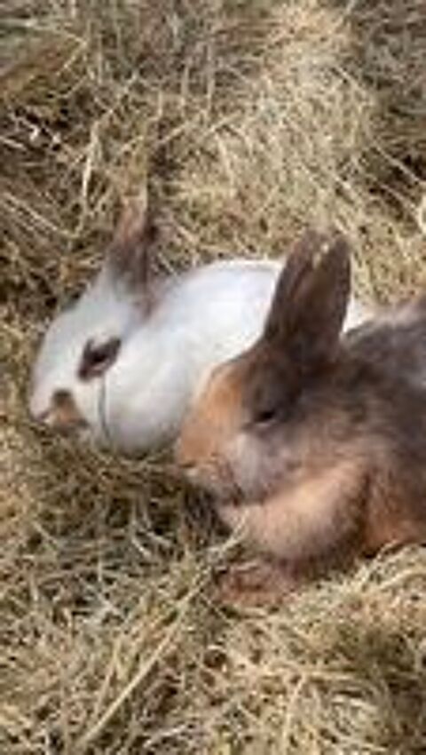   lapin t�te de lion  