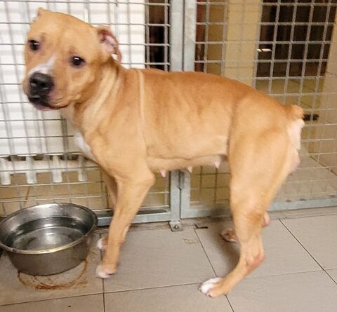 Babinette, chienne type boxer, 1 an 220 34500 B�ziers