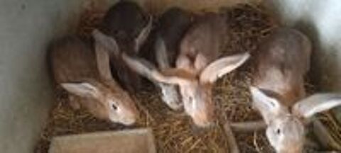   lapin fermier 20 euros pièce 