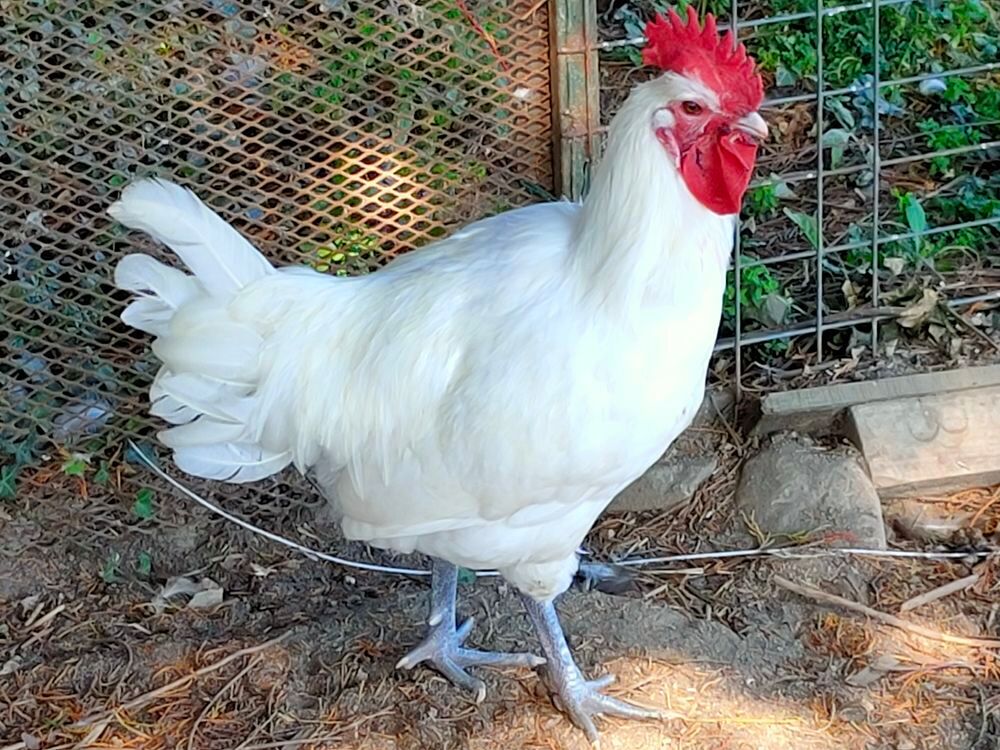   OEUFS FECONDES DE POULES DE BRESSE GAULOISES BLANCHES 
