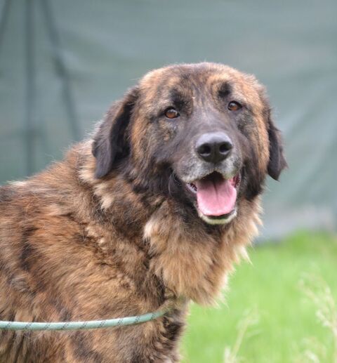 Galindo, magnifique et parfait !  sociable avec chiens et chats 315 24140 Douville