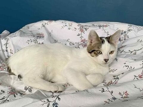 MEMPHIS CHATON BLANC MARQUES NOIRES 6 MOIS 1/2 225 92260 Fontenay-aux-roses