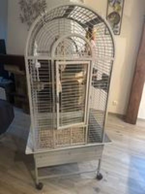   Cage Montana pour Perroquet  