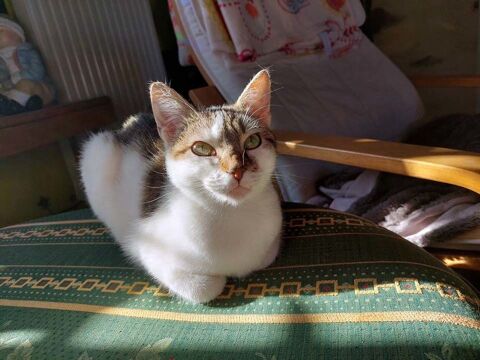 MILKA, jolie chatte tigrée à adopter via l'association UMA 230 85260 Les brouzils