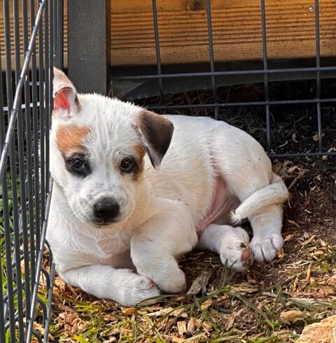Radki, m&acirc;le crois&eacute; berger, n&eacute; le 01/11/2025 🤍 300 49000 Angers