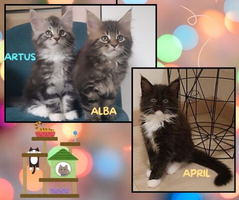 Chatons Maine Coon LOOF 1350 31000 Toulouse