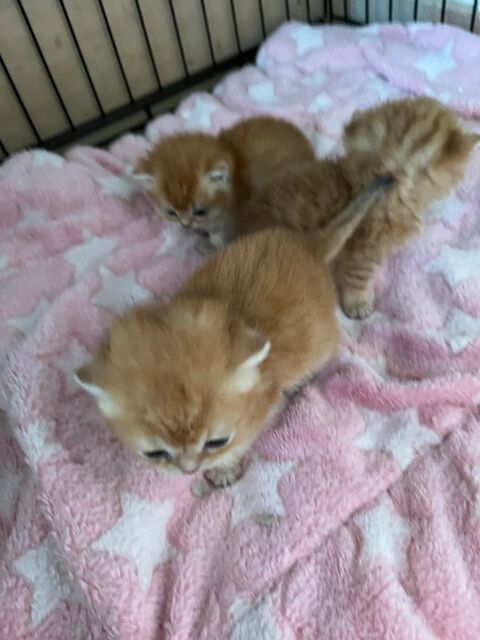 Chaton type scottich fold 800 95400 Arnouville-ls-gonesse