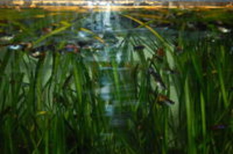   Poissons GUPPY 