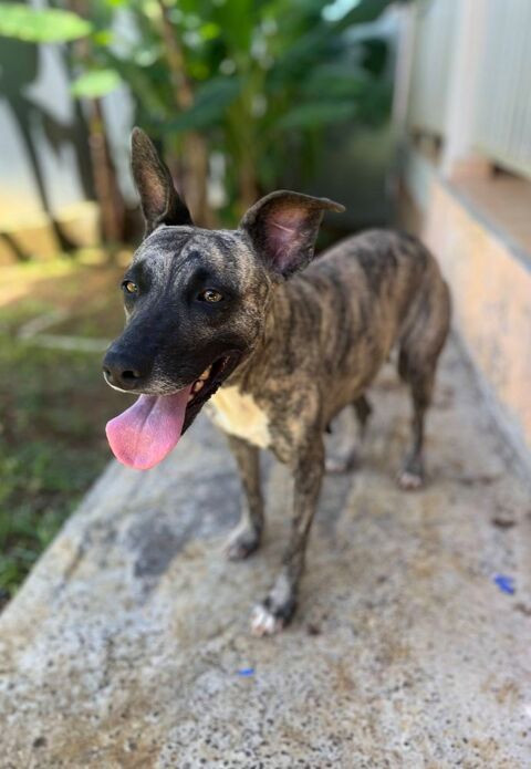 Donna, femelle, crois&eacute;e berger, n&eacute;e le 10/09/2023 380 50000 Baudre