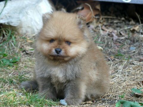 Chiots spitz nain pomeranien 1900 91650 Breuillet