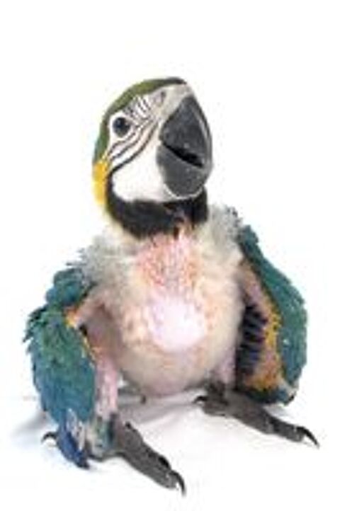   ara ararauna 