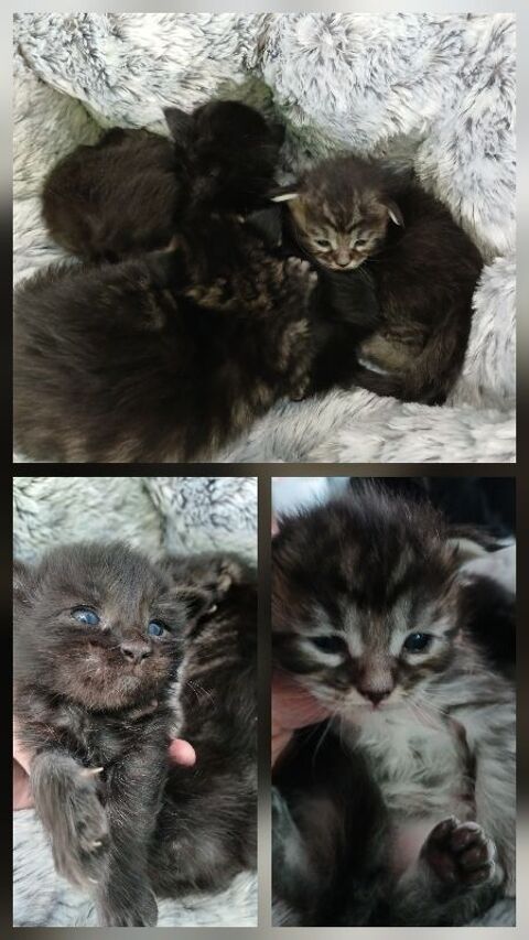 Chaton Maine coon 1000 24600 Allemans