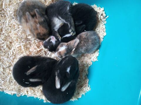 Lapin recherche sa bonne famille 30 57440 Algrange