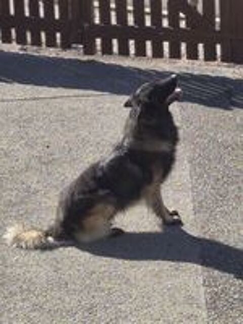   CHIEN BERGER BELGE TERVUEREN CAUSE DEMENAGEMENT 