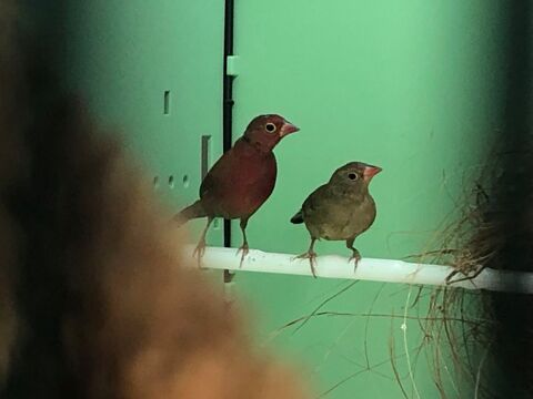 Amarante du senegal 120 93220 Gagny