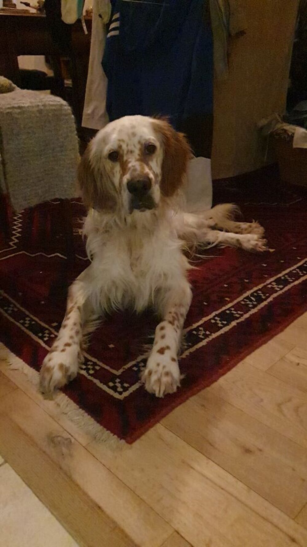   Donne beau Setter-Anglais .  