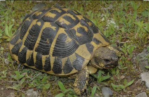 Tortue m&acirc;le 20ans 100 83260 La crau