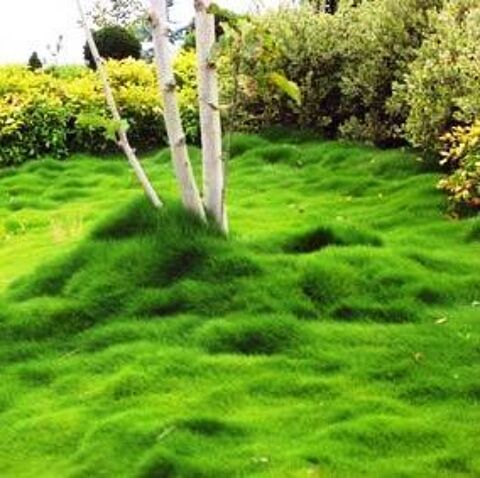 Jardins et parcs, service entretien ... 0 56000 Vannes