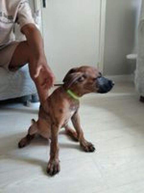   Junior, 2 mois, cherche un bon foyer  