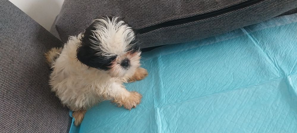  shih tzu chiots 