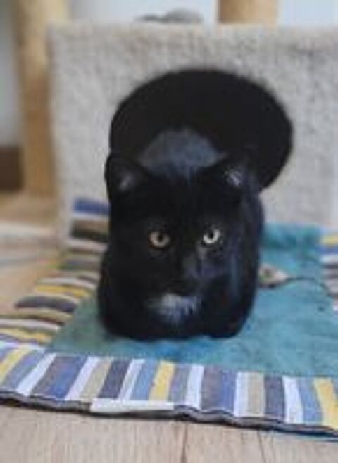   Boléro 