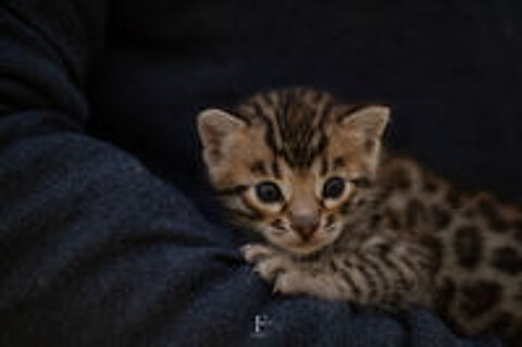   Magnifique chaton Bengal rosettes paw print  