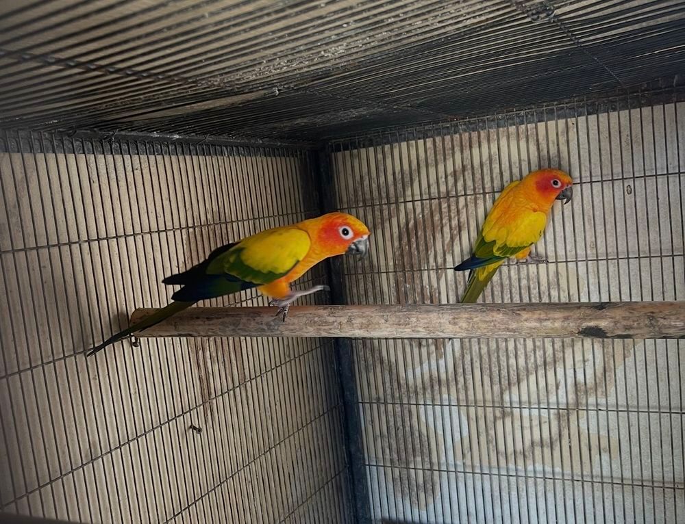   Couple conure soleil reproducteur  