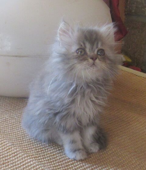 2 MAGNIFIQUES CHATONS PERSANS MALES LOOF 900 43100 Javaugues