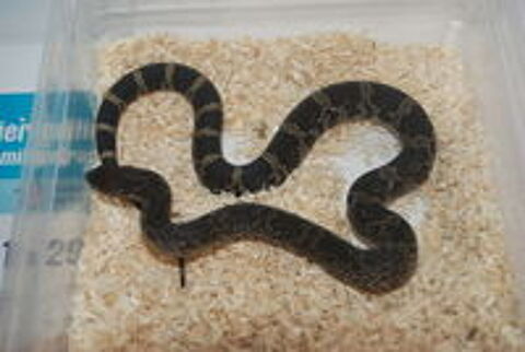   Pituophis melanoleucus lodingi 