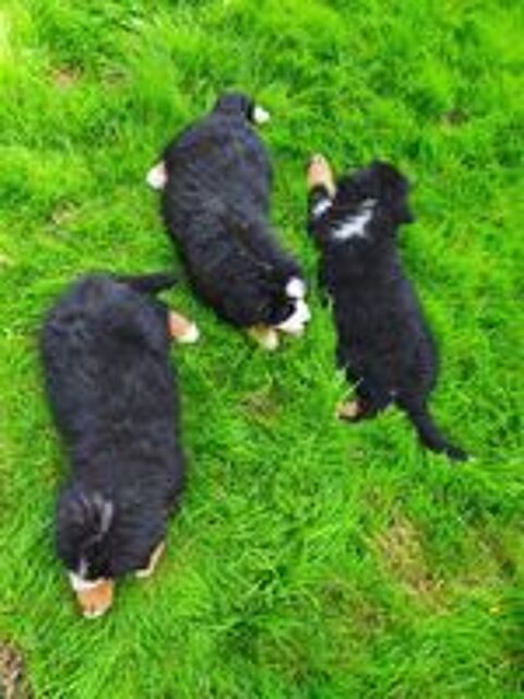   3 mâles Bouvier Bernois LOF (parents testés) 