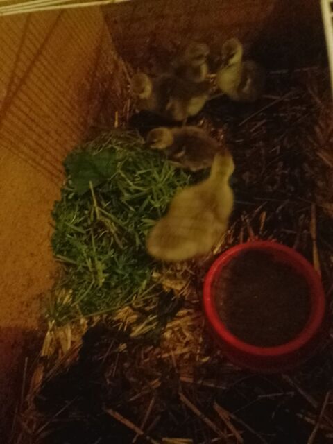 Oisons dix euros pi&egrave;ce, pour cinq six 10 44100 Nantes