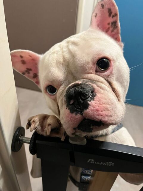 Spike, bouledogue fran&ccedil;ais &agrave; adopter 300 44300 Nantes