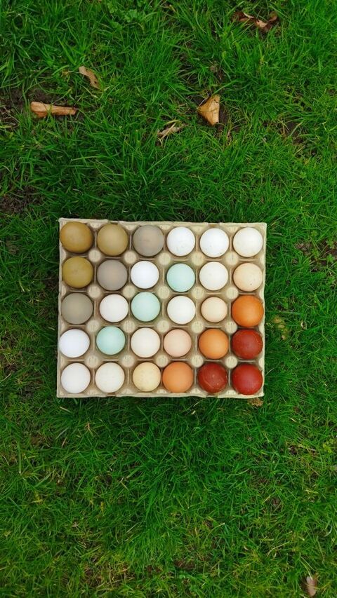 Oeufs f�cond�s 0 Marmagne (18)