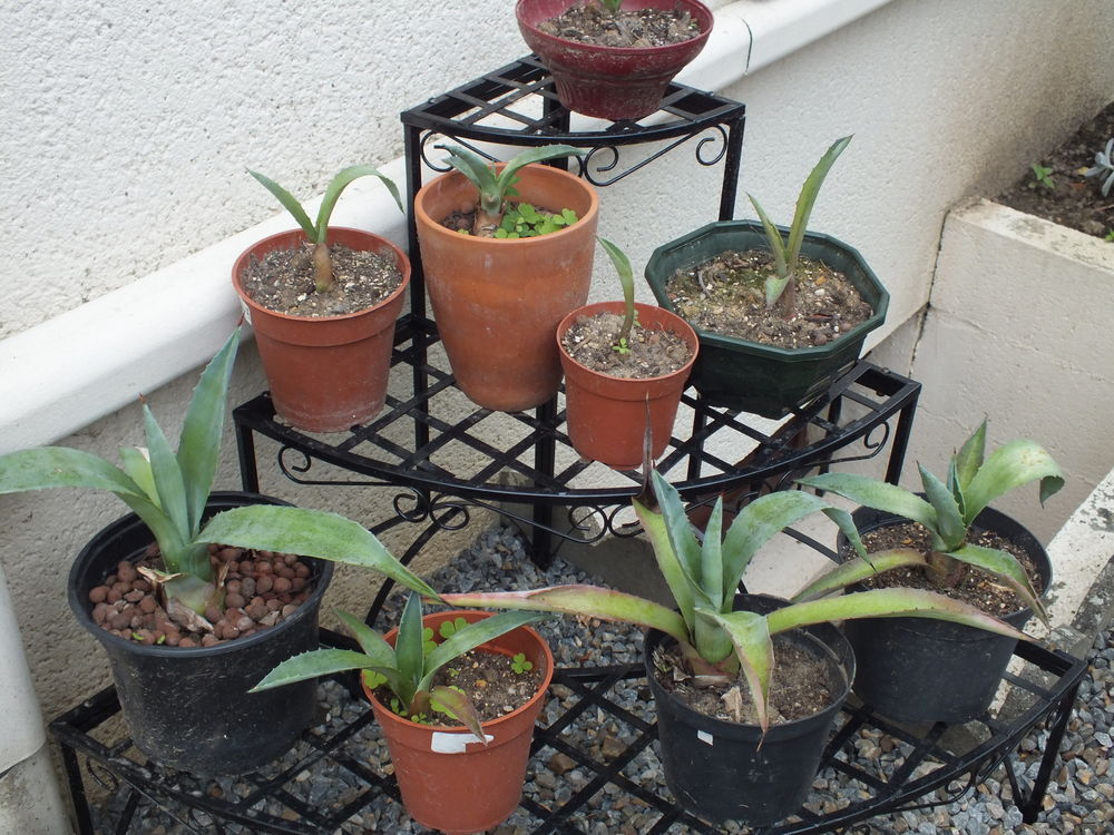 b&eacute;b&eacute;s Agave Jardin