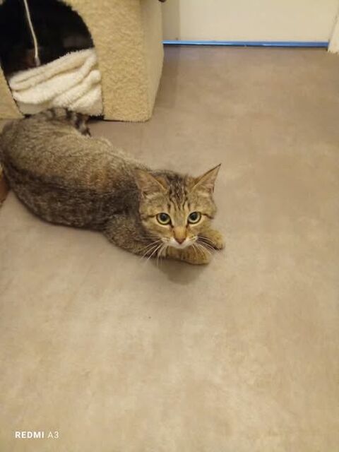 Chat DAHLIA à la réservation 180 26790 La baume-de-transit