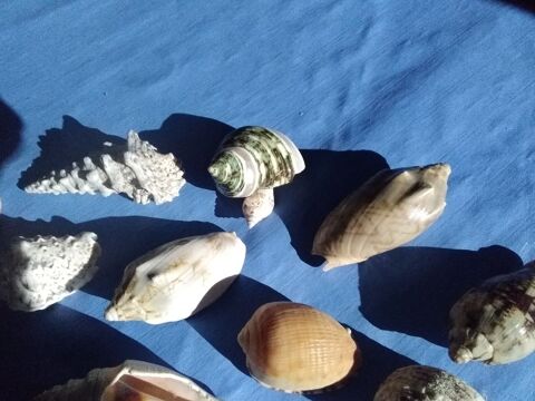 Plusieurs tr�s beaux coquillages avec de tr�s belles couleur 20 Le Havre (76)