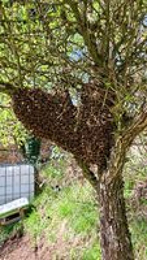   Essaims d'abeilles  