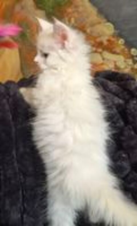   A reserver magnifiques chatons maine coon 