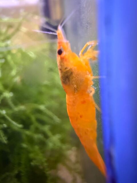 Crevettes Neocaridina orange 25 21510 Minot