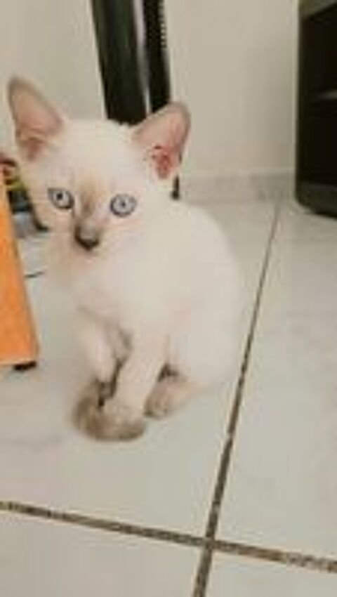   chaton siamoi femelle 