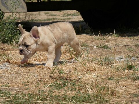 Chiot bulldog francais male 800 35600 Redon