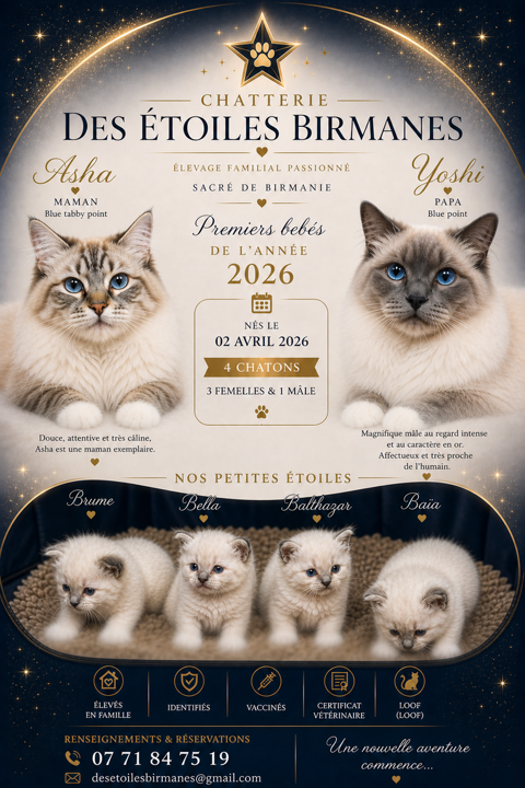  4 chatons Sacr&eacute; de Birmanie LOOF &agrave; r&eacute;server 1100 27350 Brestot