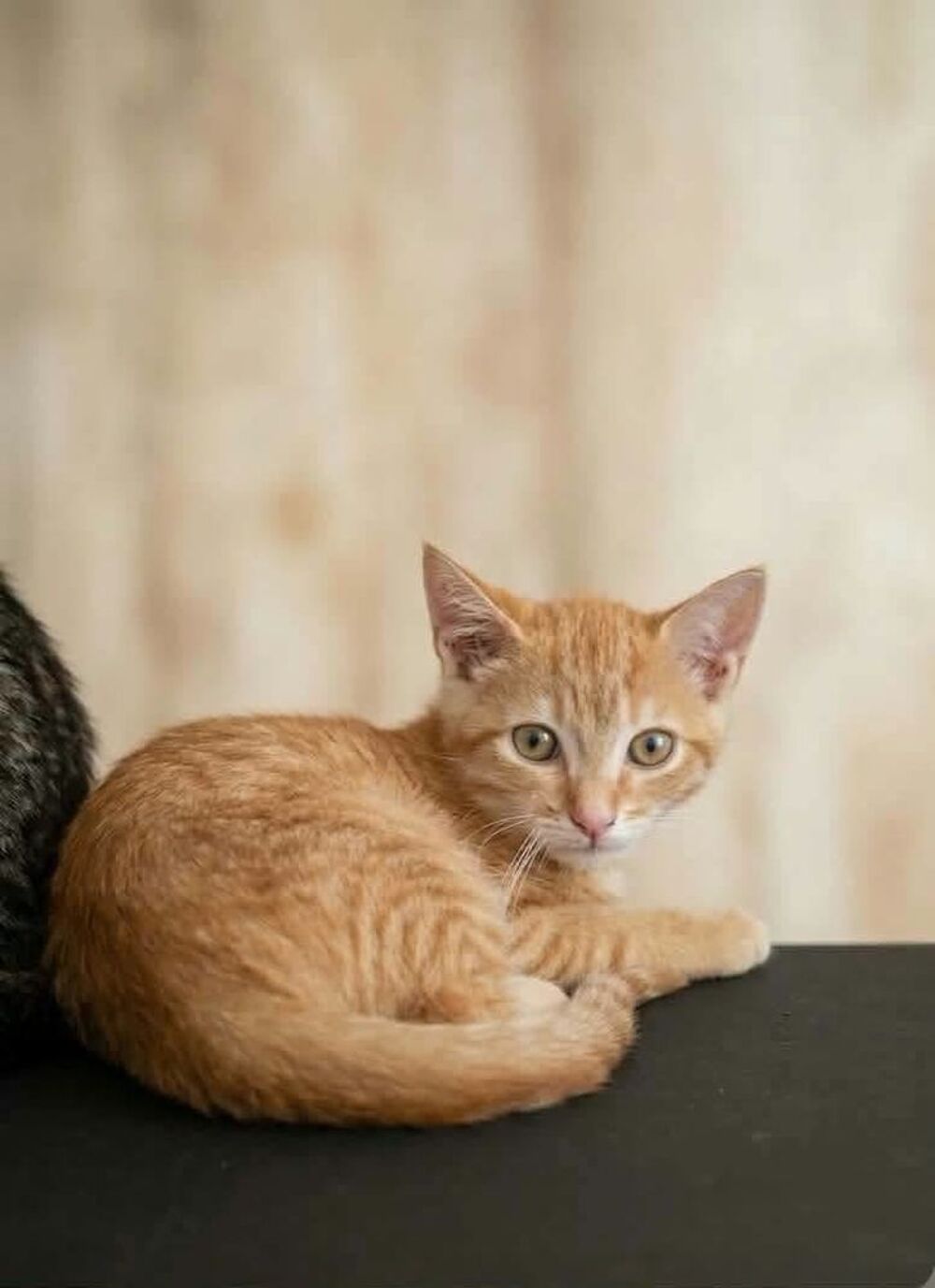   BEN adorable chaton 3 mois cherche famille 