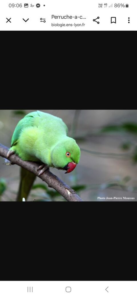 Perruche   collier 17230 Marans