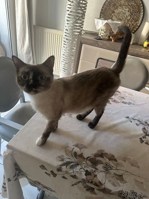Siamois et sacr&eacute; de Birmanie 0 94200 Ivry-sur-seine