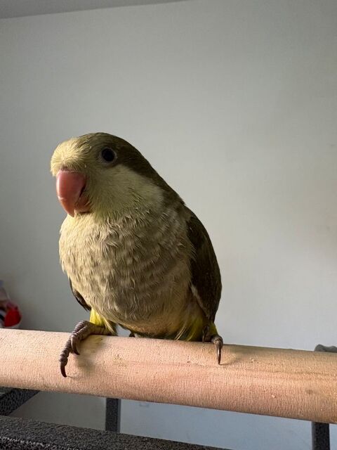 Conure veuve epp 60 42800 Rive-de-gier