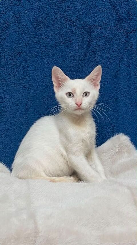 Gaspard une cr&egrave;me de chaton ! 180 94200 Ivry-sur-seine