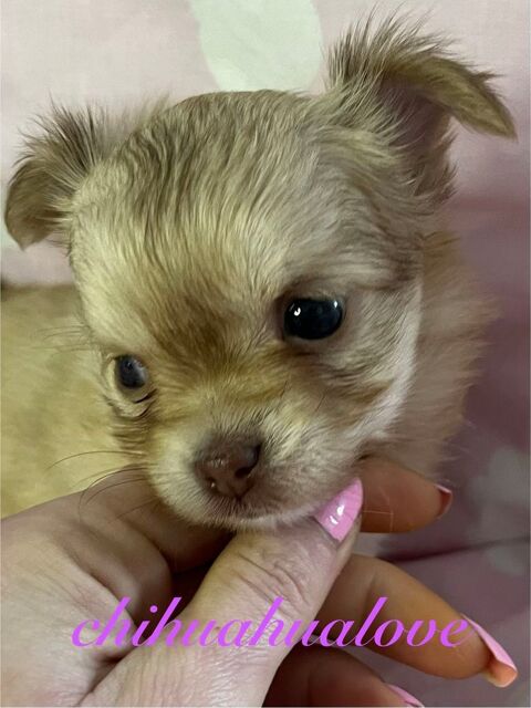 chiots chihuahuas poil long LOF 2600 49000 Angers