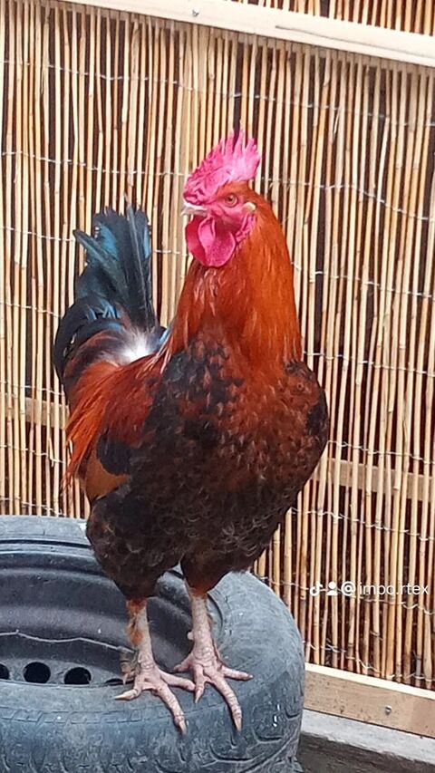 animaux de la ferme 5 33350 Castillon-la-bataille